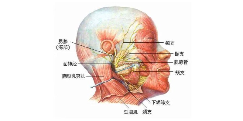 面神经麻痹，一种常见的面部神经疾病，会给患者带来极大的心理压力和生活不便。今天我们就来对比分析两种主要治疗方法：针灸治疗与药物治疗。